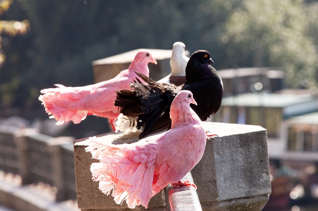 泰山队的外 泰山队的外
