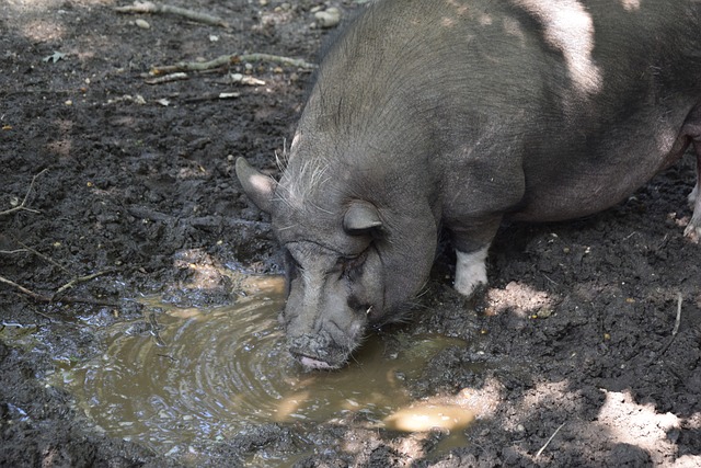 作为球队新 作为球队新